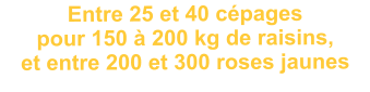 Entre 25 et 40 cépages pour 150 à 200 kg de raisins, et entre 200 et 300 roses jaunes